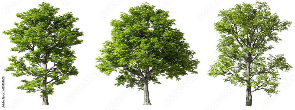 Aufkleber isolate bigger trees jungle growth set on transparent backgrounds 3d rendering png