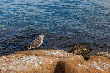 A seagull walking on the rocky seashore in the background of blue water. Costa Blanca, Spain....