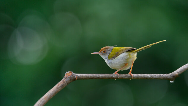 colorful Common Tailorbird ( Orthotomus sutorius ) perched on dry branches