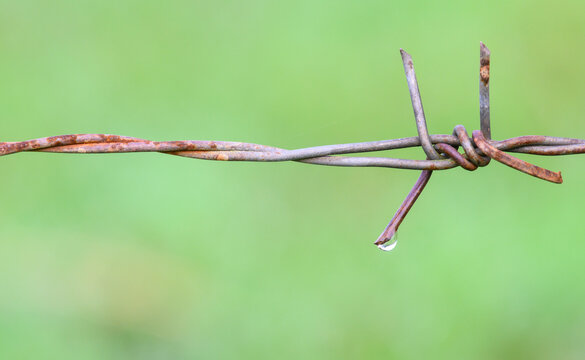 old and rust barbed wire fence with water drop on green background close up