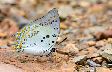 Fototapeta na wymiar colorful Jewelled Nawab butterfly suck mineral on stone courtyard close up,thailand