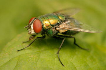 Close up on a Sarcophagidae fly resting on a green leaf with blurred background and copy space