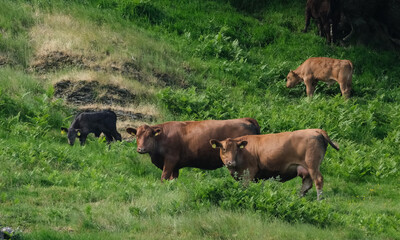 Cattle are large, domesticated, bovid ungulates. They are prominent modern members of the subfamily Bovinae and the most widespread species of the genus Bos.