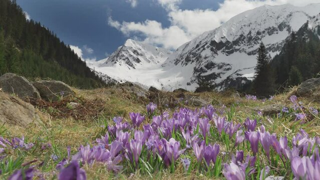 Crocus flowers blooming on alpine meadow between the snowed mountains, amazing nature landscape in Sambata Valley, Romania