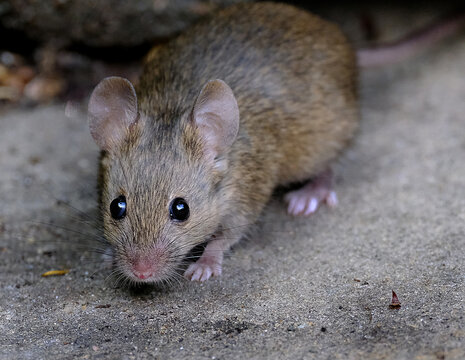 The house mouse is a small mammal of the order Rodentia, characteristically having a pointed snout, large rounded ears, and a long and almost hairless tail. 