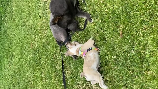 Two Cane Corso are resting. vertical video.