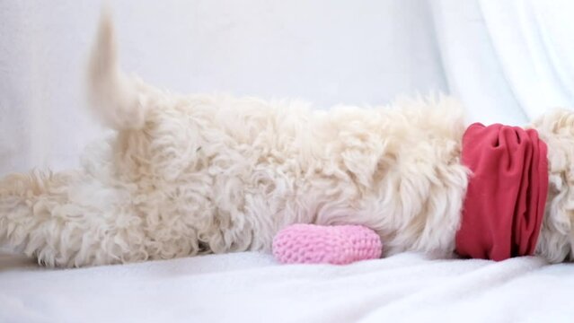 A cute and funny lover valentine lagotto romagnolo puppy dog with a soft red heart. Valentine's day concept, postcard. Slow motion