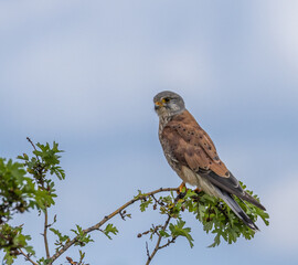 Kestrel,  male