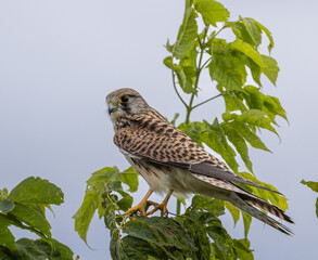 Kestrel, female