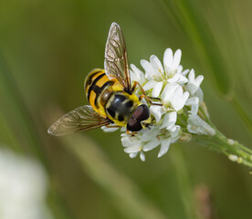 Hoverfly, Myathropa florea