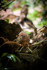 Yellow billed babbler Sri Lanka, Bird on a branch