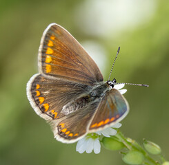 Common blue butterfly, female