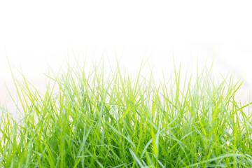Fototapeta premium Green grass with empty space on above