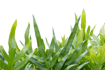 Young philodendron plants isolated with copy space. © ContributorArtist