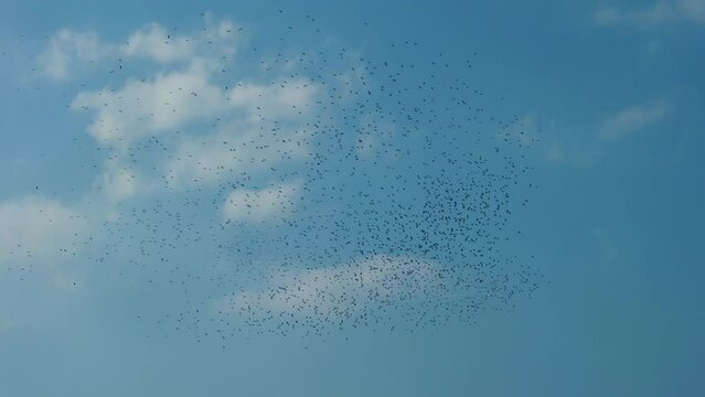 A flock of birds moving in sync