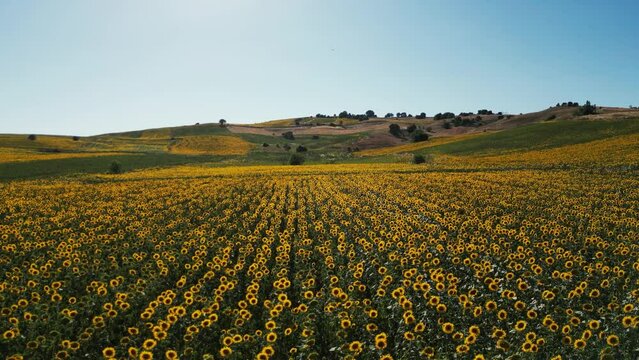 Beautiful Sunflower fields - taken by drone - beautiful motion pictures