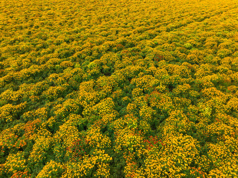 Aerial view of field of marigolds (tagetes) on farmland, Noord-Brabant, Netherlands.