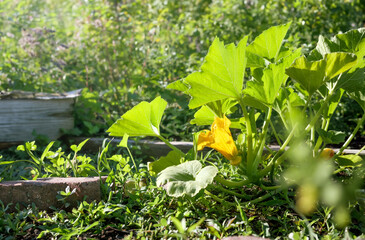 Squash flower blooming in garden with defocused flowers and foliage. Beautiful summer gardening...