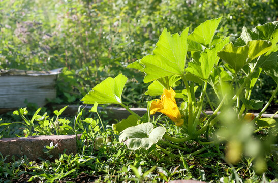 Squash flower blooming in garden with defocused flowers and foliage. Beautiful summer gardening background. Summer squash sunburst or pumpkin plant growing in community garden. Selective focus.