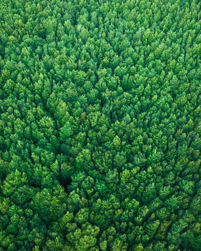 Aerial view of a forest with trees on Mount Termion Peak in Serino, Campania, Avellino, Italy.
