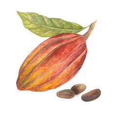 Watercolor illustration of red cocoa fruit with leaf and beans . Isolated hand drawn illustration. Suitable for packaging design, menu