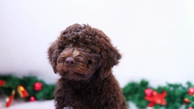 A cute and funny christmas lagotto romagnolo puppy dog with christmas decoration. Christmas concept, postcard. Slow motion