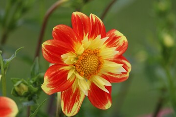 Dahlia