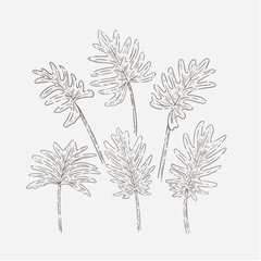 set of hand drawn leaves of Philodendron Xanadu 