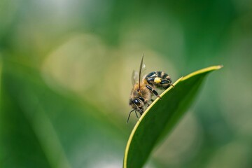 Closeup shot of honeybees buzzing around small holly flowers, collecting pollen in Somerset, England