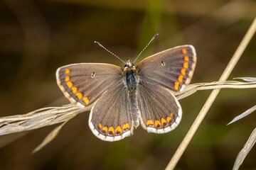 Vibrant Brown Argus butterfly basking in the sunshine on a sunny day in a verdant hay meadow