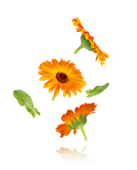 Calendula officinalis flower isolated on white or transparent background. Marigold medicinal plant,...
