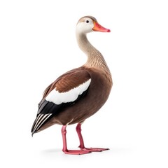 Black-bellied whistling-duck bird isolated on white. Generative