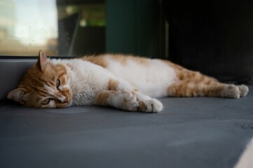 Fototapeta na wymiar Stray orange and white tabby cat sleeping peacefully on its side in a relaxed, comfortable position