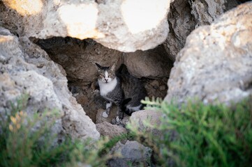Gray striped tabby cat is perched on a grassy rock formation