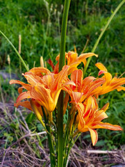 Orange day-lily flowers bouquet. Bouquet of Fulvous day lily flowers