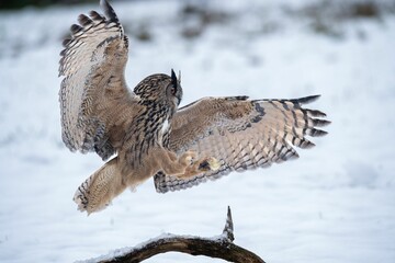 Majestic European eagle owl soars above a wintery landscape.