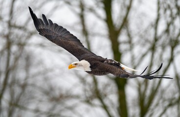 Majestic bald eagle soars through a wintery wooded area