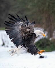 Majestic bald eagle gracefully landing in a pristine and snow-covered forest