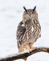 European eagle owl perched on a snowy branch in a picpicturesque rural winter landscape.