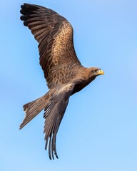 Fototapeta premium a large brown bird of prey flying through the sky and looking down