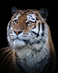 a portrait of a beautiful Siberian Tiger