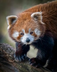 there is a red panda walking on a tree branch with a blurry background