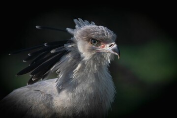 Closeup of a majestic secretarybird in a field with a dark blurry background