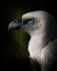 Vertical shot of a majestic griffon vulture in a field with a dark blurry background