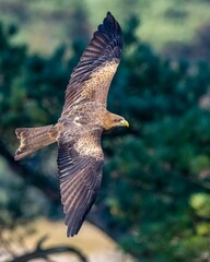 Closeup of a black kite in flight with a blurry background