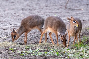 Closeup of three Kirk's dik-diks standing side by side in a grassy meadow,