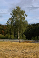 Birke auf Mehringer Höhe entlang A1