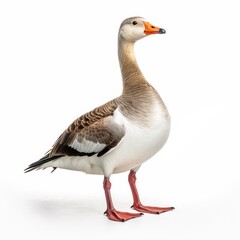 Cackling goose bird isolated on white. Generative AI