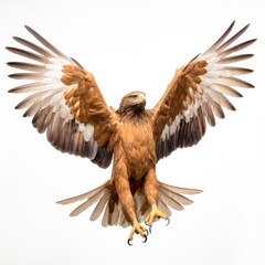 Obraz premium Golden eagle bird isolated on white. Generative AI