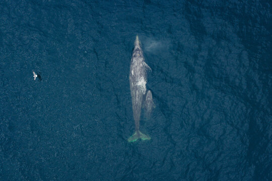 Aerial view of a blue whale and its baby, near Pigeon Point Light Station, California, United States.